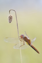Scarlet Dragonfly (Crocothemis erythraea), male coloured female, North Rhine-Westphalia, Germany