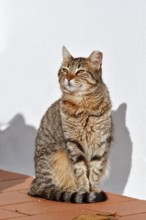 Domestic cat sitting in front of a white house wall, Algarve, Portugal