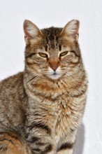 Domestic cat, portrait in front of a white background, Algarve, Portugal