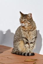 Domestic cat sitting in front of a white house wall, Algarve, Portugal