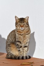 Domestic cat sitting in front of a white house wall, Algarve, Portugal