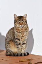 Domestic cat sitting in front of a white house wall, Algarve, Portugal