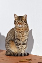 Domestic cat sitting in front of a white house wall, Algarve, Portugal