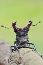 Stag beetle (Lucanus cervus), male, Normandy, France