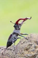 Stag beetle (Lucanus cervus), male, Normandy, France