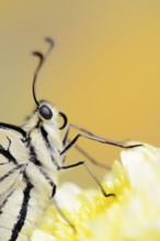 Swallowtail (Papilio machaon), North Rhine-Westphalia, Germany
