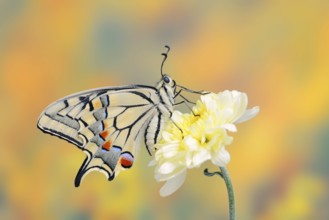 Swallowtail (Papilio machaon) on a flower, North Rhine-Westphalia, Germany