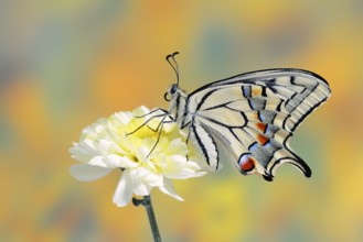 Swallowtail (Papilio machaon) on a flower, North Rhine-Westphalia, Germany
