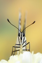Swallowtail (Papilio machaon), North Rhine-Westphalia, Germany