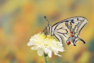Swallowtail (Papilio machaon) on a flower, North Rhine-Westphalia, Germany