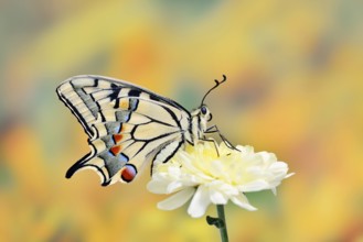 Swallowtail (Papilio machaon) on a flower, North Rhine-Westphalia, Germany
