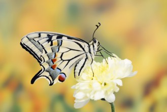 Swallowtail (Papilio machaon) on a flower, North Rhine-Westphalia, Germany