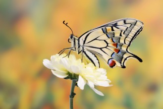 Swallowtail (Papilio machaon) on a flower, North Rhine-Westphalia, Germany