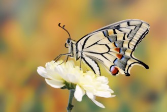 Swallowtail (Papilio machaon) on a flower, North Rhine-Westphalia, Germany
