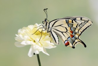 Swallowtail (Papilio machaon) on a flower, North Rhine-Westphalia, Germany