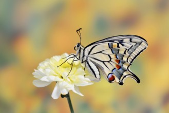Swallowtail (Papilio machaon) on a flower, North Rhine-Westphalia, Germany