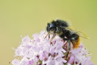 Stone bumblebee (Bombus lapidarius) on a flower of oregano (Origanum vulgare), North