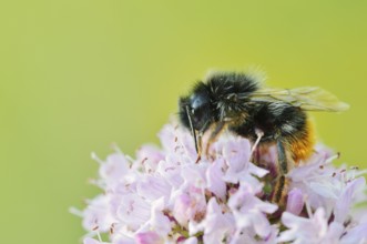Stone bumblebee (Bombus lapidarius) on a flower of oregano (Origanum vulgare), North