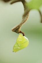 Glasswing butterfly (Greta oto, Greta morgane oto), pupa, occurrence in Central and South America