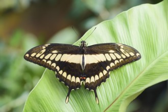 Royal Swallowtail or Royal Page (Papilio thoas), captive, occurring in Central and South America