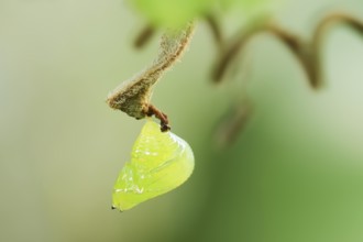 Glasswing butterfly (Greta oto, Greta morgane oto), pupa, occurrence in Central and South America