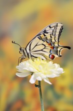 Swallowtail (Papilio machaon) on a flower, North Rhine-Westphalia, Germany