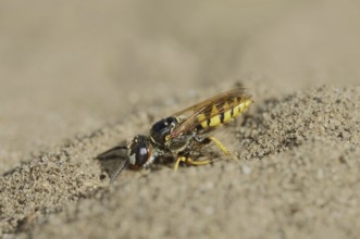 Beewolf (Philanthus triangulum), North Rhine-Westphalia, Germany