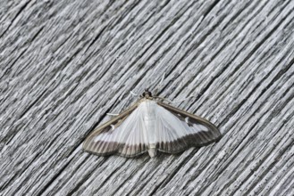 Box tree moth (Cydalima perspectalis) on weathered wood, North Rhine-Westphalia, Germany