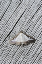 Box tree moth (Cydalima perspectalis) on weathered wood, North Rhine-Westphalia, Germany