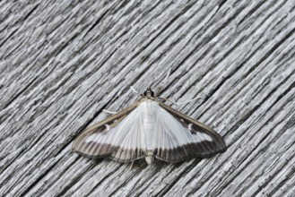 Box tree moth (Cydalima perspectalis) on weathered wood, North Rhine-Westphalia, Germany