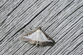 Box tree moth (Cydalima perspectalis) on weathered wood, North Rhine-Westphalia, Germany