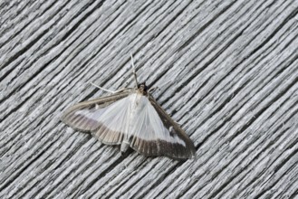 Box tree moth (Cydalima perspectalis) on weathered wood, North Rhine-Westphalia, Germany