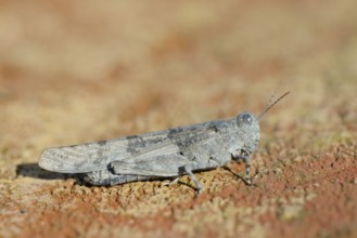 Blue Winged Grasshopper (Sphingonotus caerulans), North Rhine-Westphalia, Germany