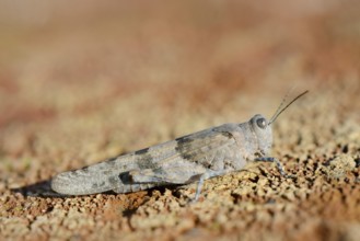 Blue Winged Grasshopper (Sphingonotus caerulans), North Rhine-Westphalia, Germany