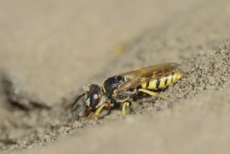 Beewolf (Philanthus triangulum), North Rhine-Westphalia, Germany