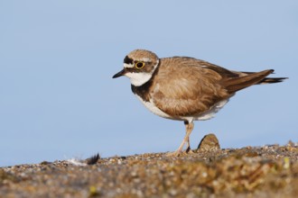 Little Ringed Plover (Charadrius dubius), North Rhine-Westphalia, Germany