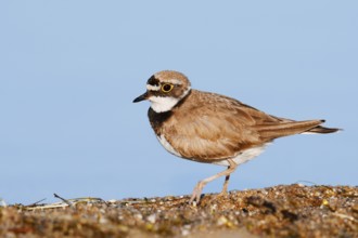 Little Ringed Plover (Charadrius dubius), North Rhine-Westphalia, Germany