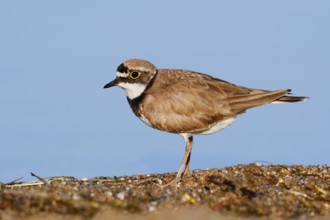 Little Ringed Plover (Charadrius dubius), North Rhine-Westphalia, Germany