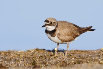 Little Ringed Plover (Charadrius dubius), North Rhine-Westphalia, Germany