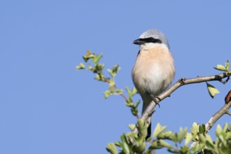 Red-backed shrike (Lanius collurio), male, North Rhine-Westphalia, Germany