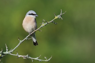 Red-backed shrike (Lanius collurio), male, North Rhine-Westphalia, Germany