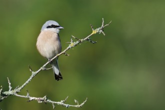 Red-backed shrike (Lanius collurio), male, North Rhine-Westphalia, Germany