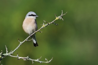 Red-backed shrike (Lanius collurio), male, North Rhine-Westphalia, Germany