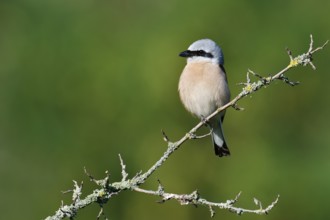 Red-backed shrike (Lanius collurio), male, North Rhine-Westphalia, Germany