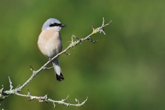 Red-backed shrike (Lanius collurio), male, North Rhine-Westphalia, Germany
