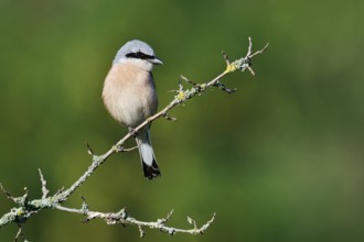 Red-backed shrike (Lanius collurio), male, North Rhine-Westphalia, Germany