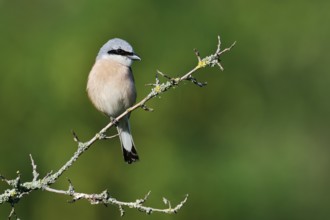 Red-backed shrike (Lanius collurio), male, North Rhine-Westphalia, Germany