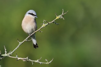 Red-backed shrike (Lanius collurio), male, North Rhine-Westphalia, Germany