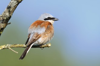 Red-backed shrike (Lanius collurio), male, North Rhine-Westphalia, Germany