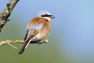 Red-backed shrike (Lanius collurio), male, North Rhine-Westphalia, Germany